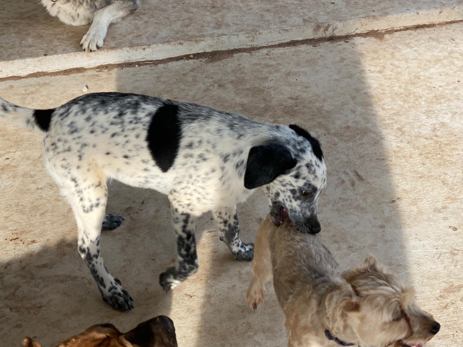 Bandido, a Adoptable mixed breed in Bigfoot, TX image 3/5