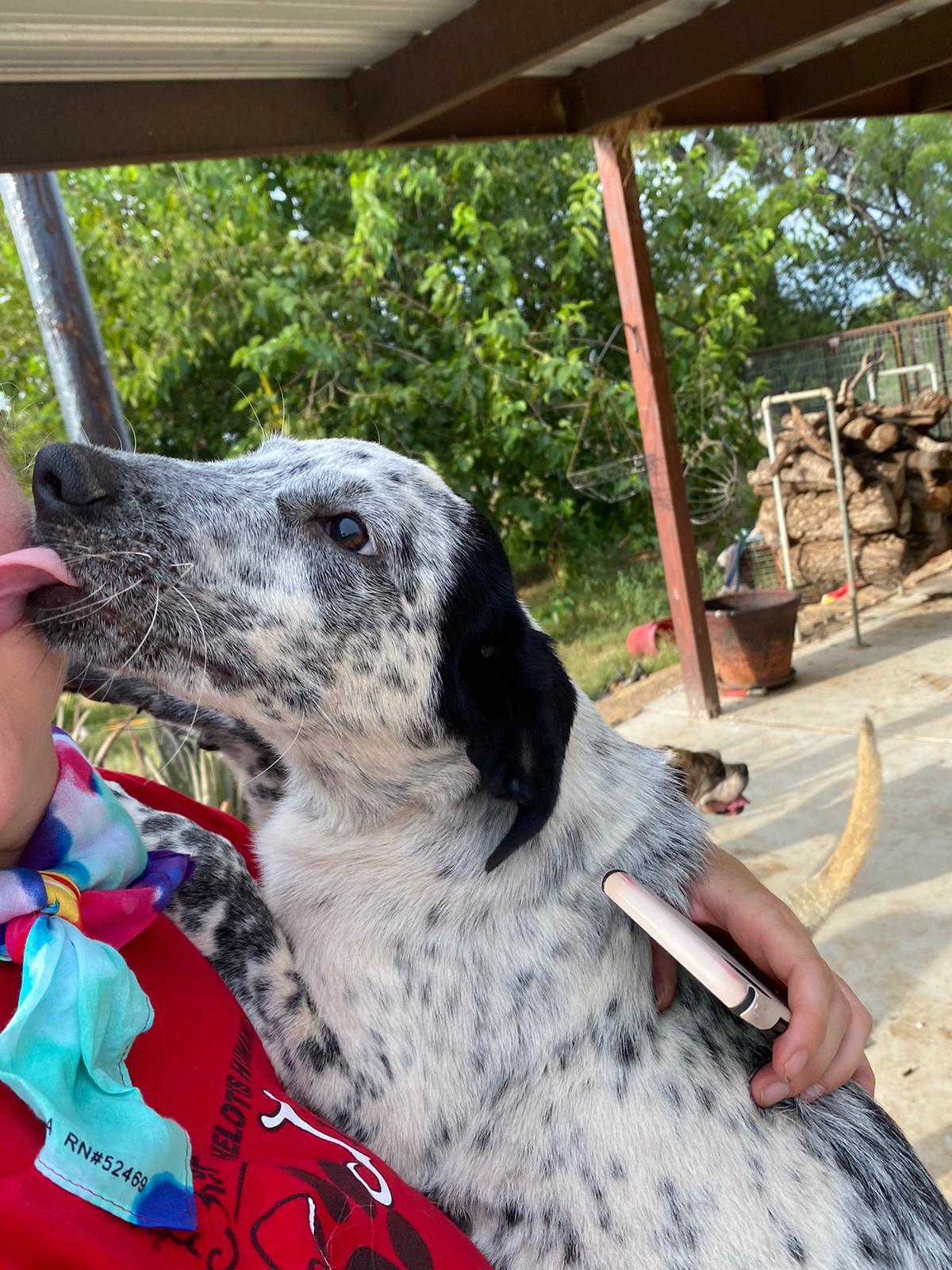 Bandido, a Adoptable mixed breed in Bigfoot, TX image 4/5