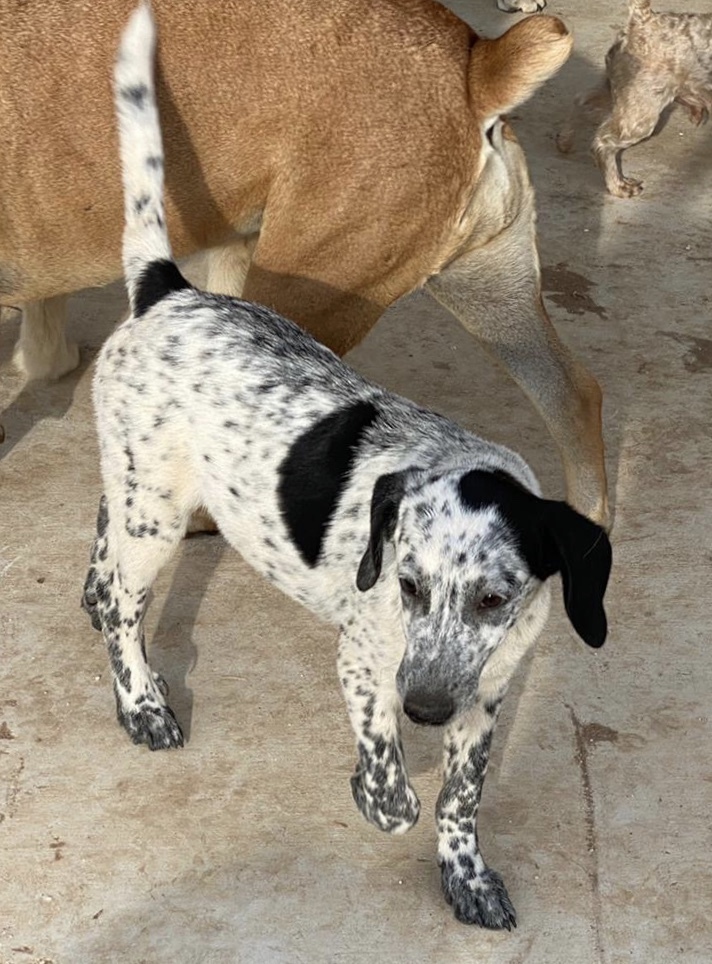 Bandido, a Adoptable mixed breed in Bigfoot, TX image 5/5