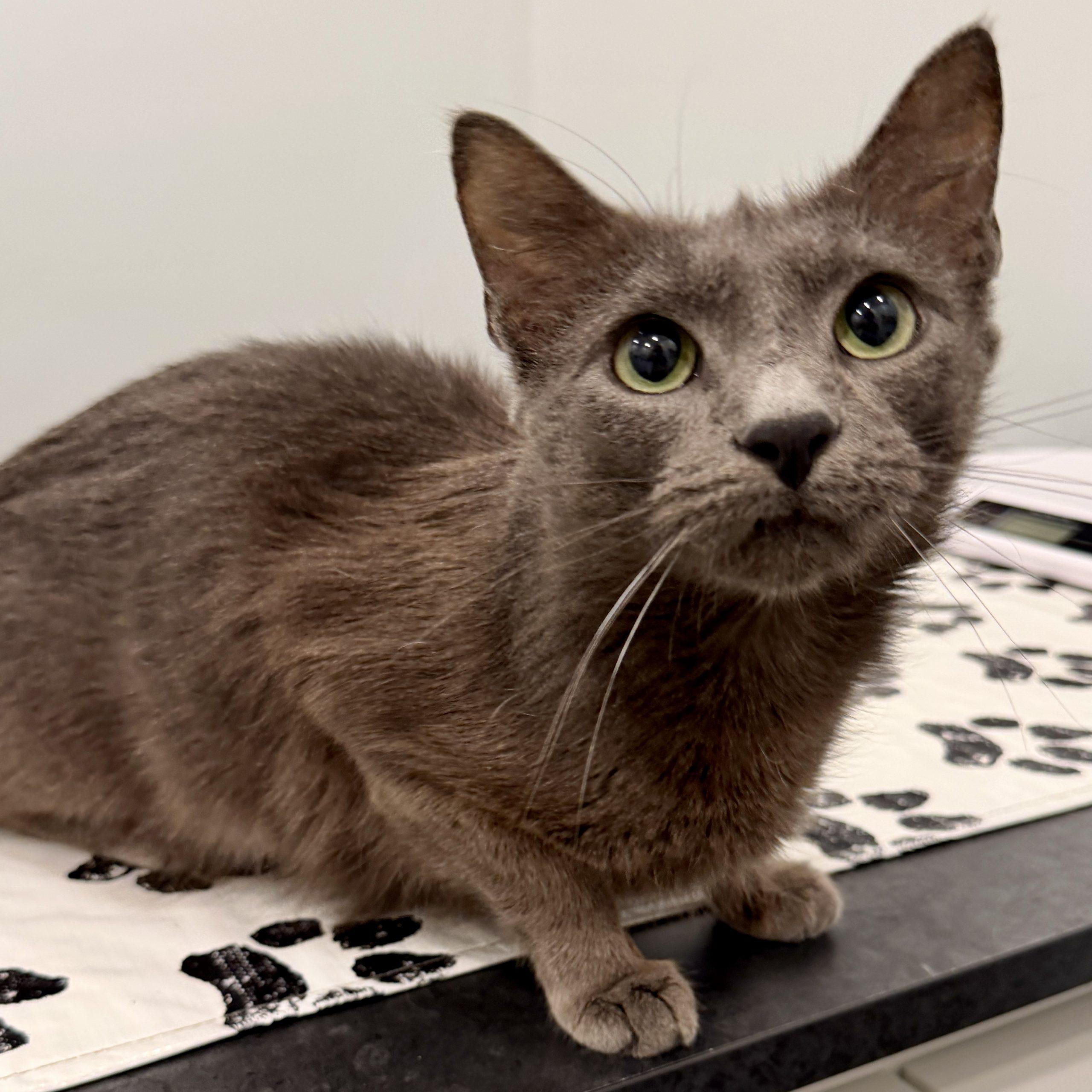 Cloudy, Adoptable, Young Female Russian Blue & Domestic Short Hair.