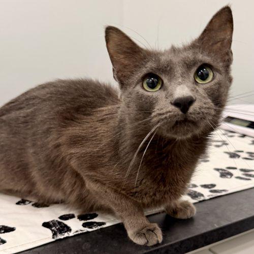 Cloudy, a Adoptable mixed breed in Knoxville, TN image 2/6