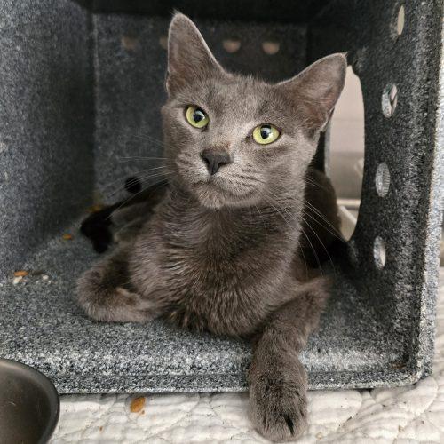 Cloudy, a Adoptable mixed breed in Knoxville, TN image 3/6