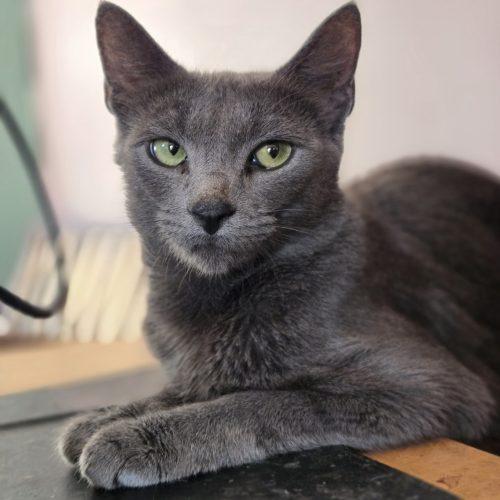 Cloudy, a Adoptable mixed breed in Knoxville, TN image 4/6