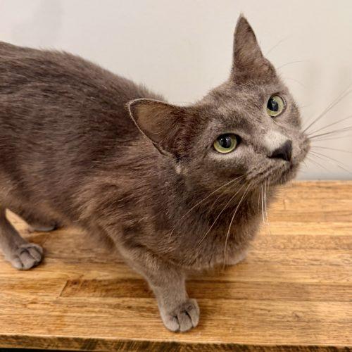 Cloudy, a Adoptable mixed breed in Knoxville, TN image 5/6