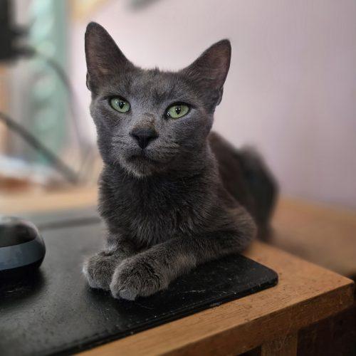 Cloudy, a Adoptable mixed breed in Knoxville, TN image 6/6