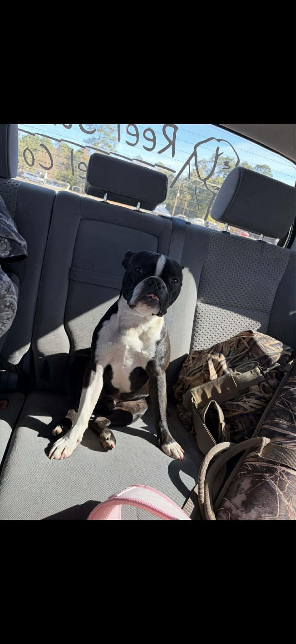 Enlarge Rooster , an adopted Boston Terrier in Glocester, RI image 2/2