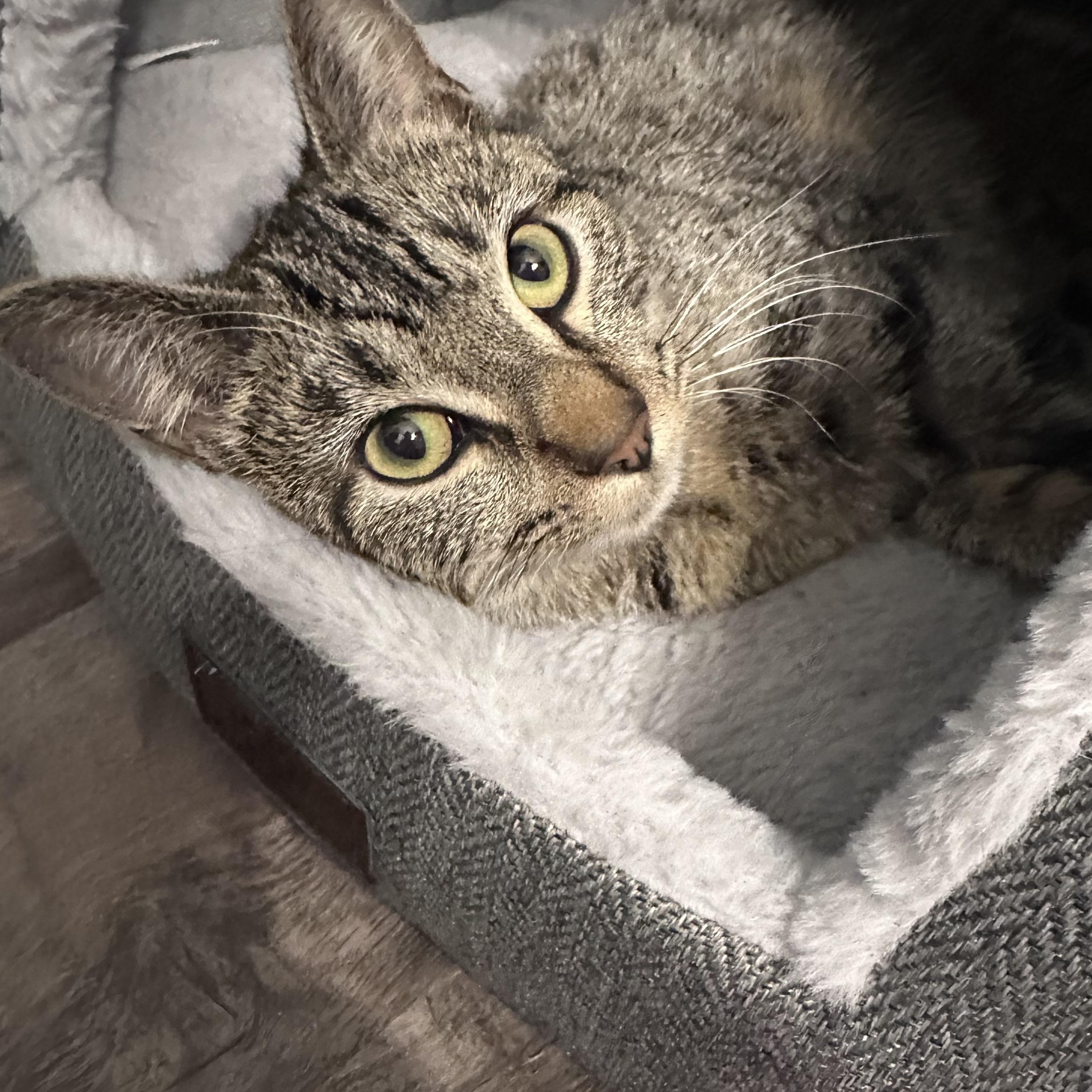 Gracie , a Adoptable mixed breed in Omaha, NE image 1/5