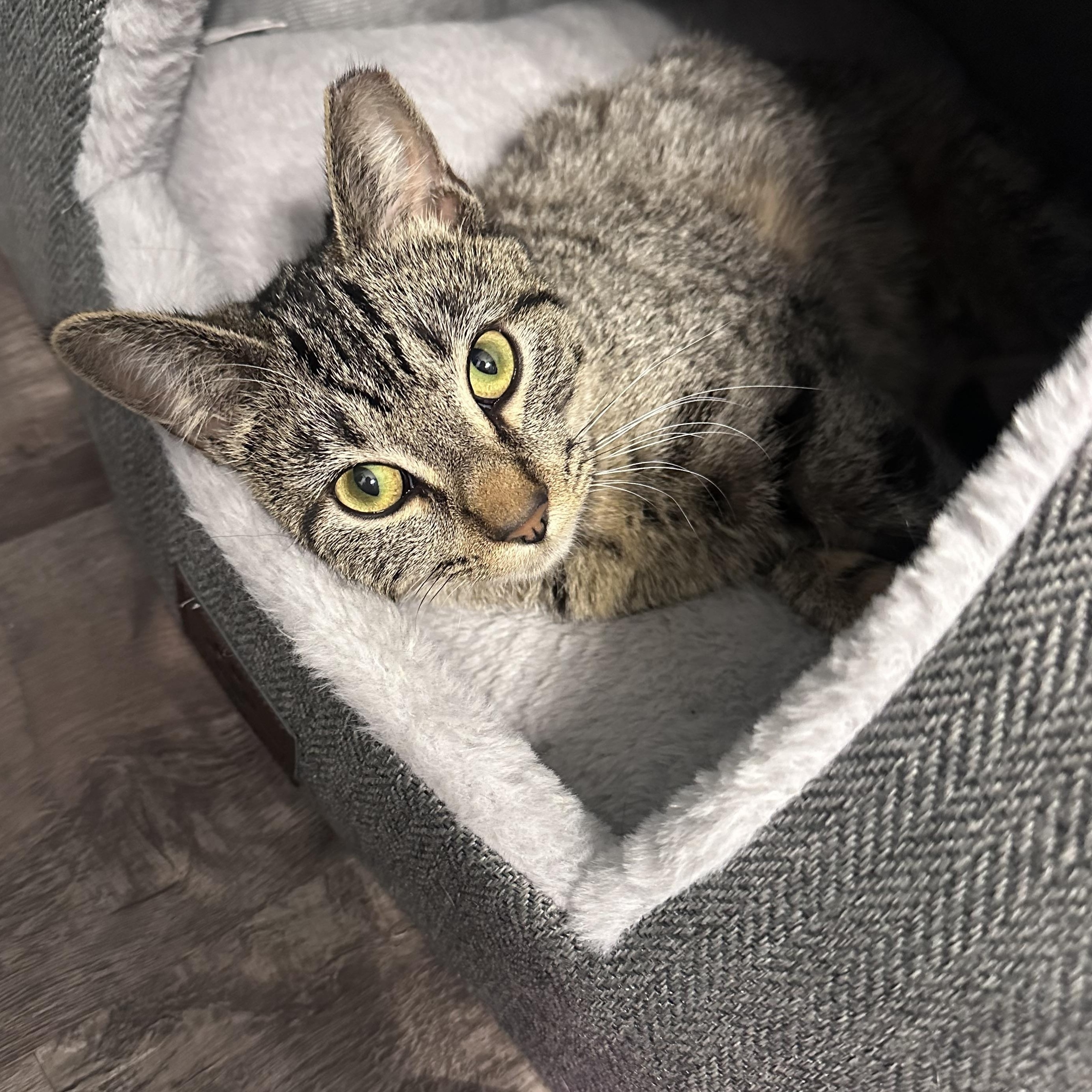 Gracie , a Adoptable mixed breed in Omaha, NE image 2/5