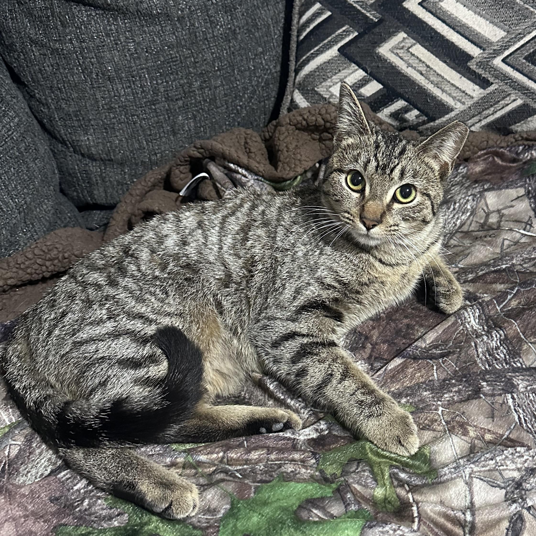 Gracie , a Adoptable mixed breed in Omaha, NE image 6/6