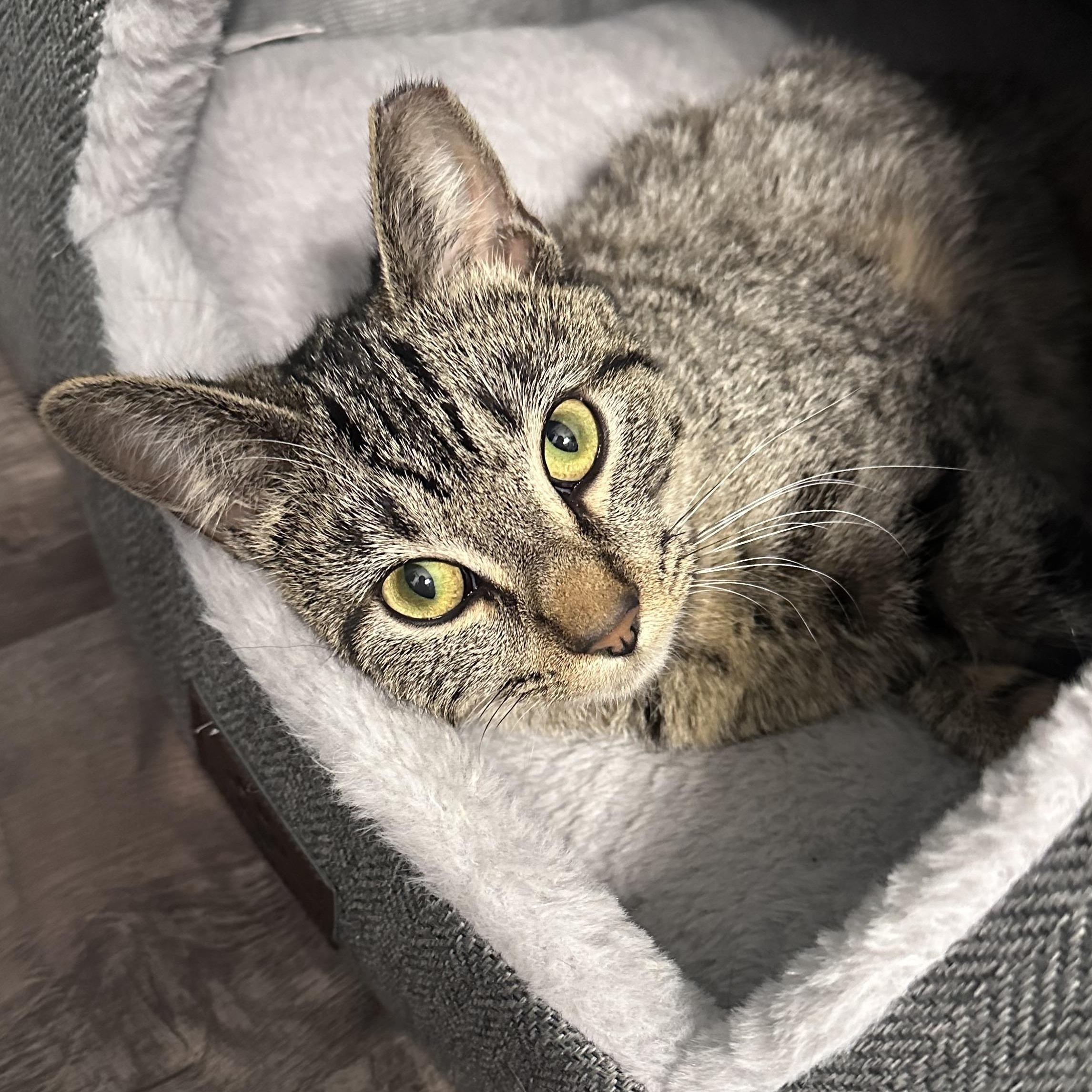 Gracie , a Adoptable mixed breed in Omaha, NE image 3/5