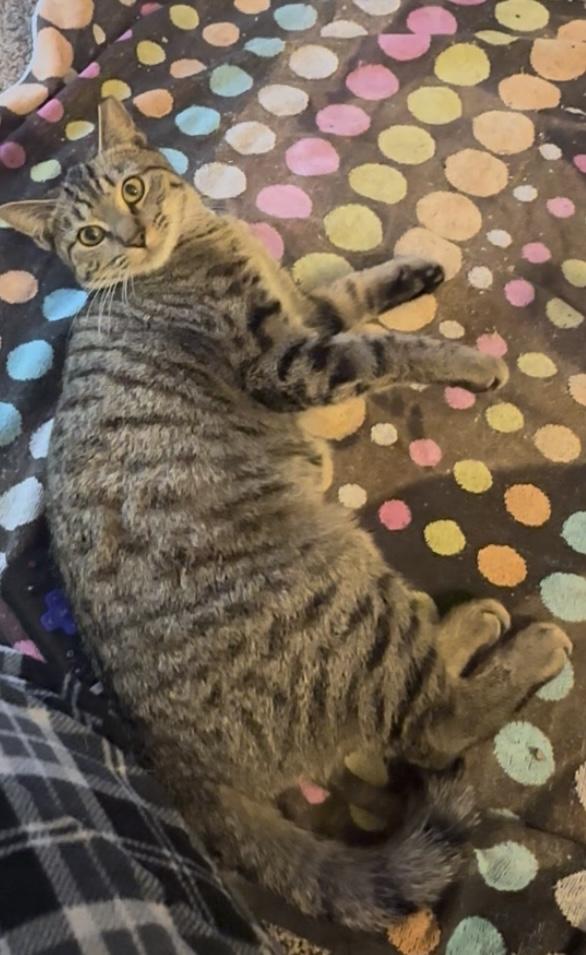 Gracie , a Adoptable mixed breed in Omaha, NE image 4/5