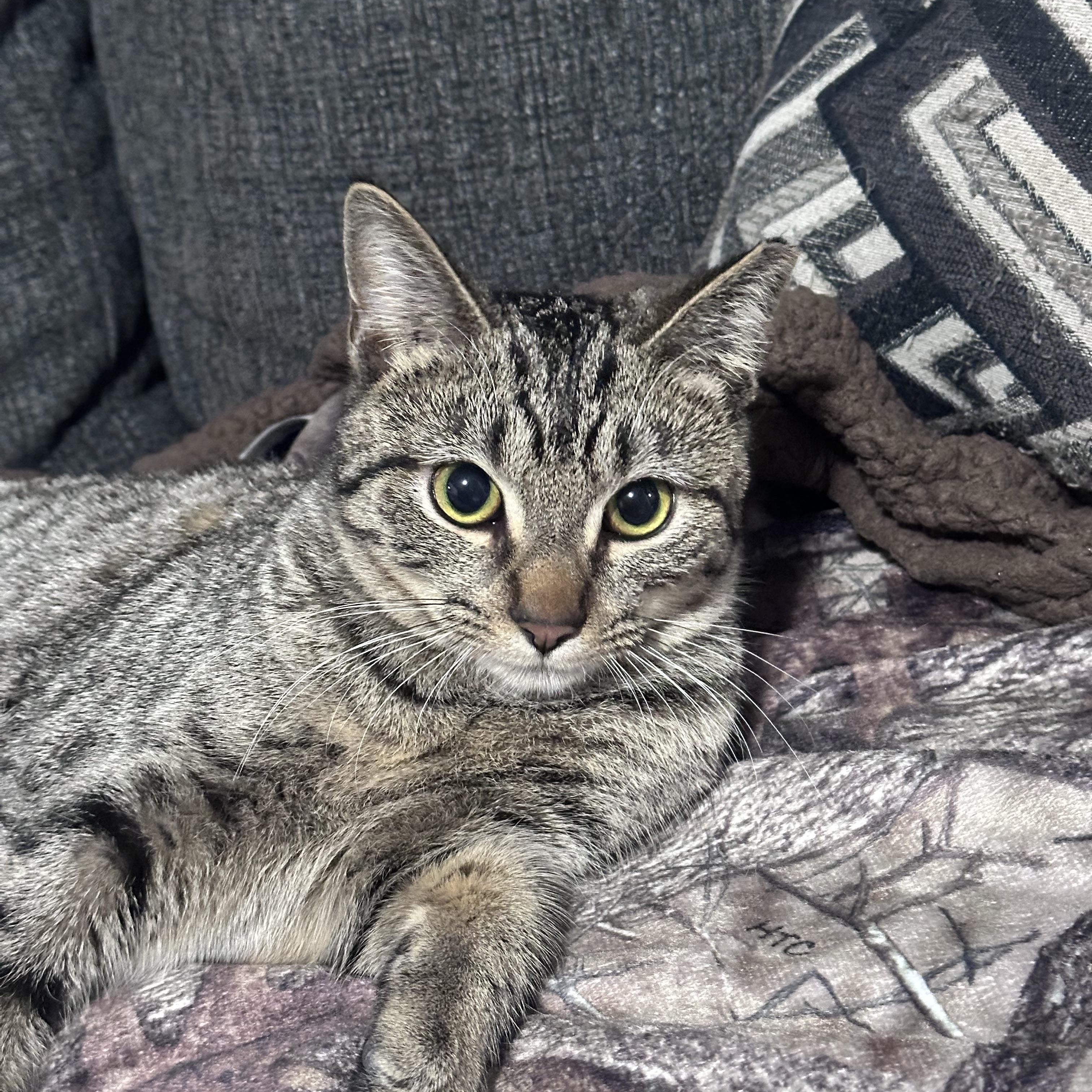 Gracie , a Adoptable mixed breed in Omaha, NE image 2/6