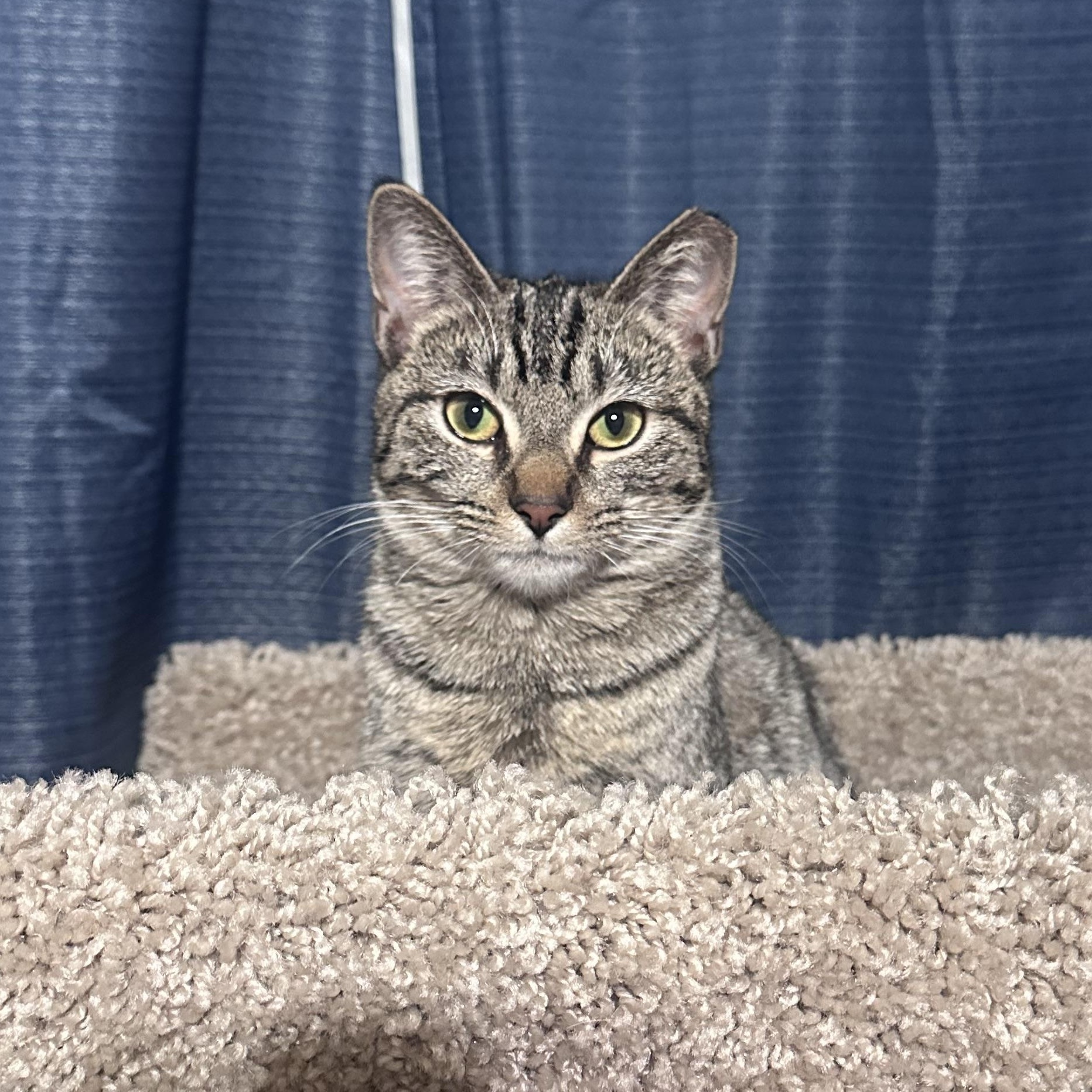 Gracie , Adoptable, Kitten Female Domestic Short Hair & Tabby.