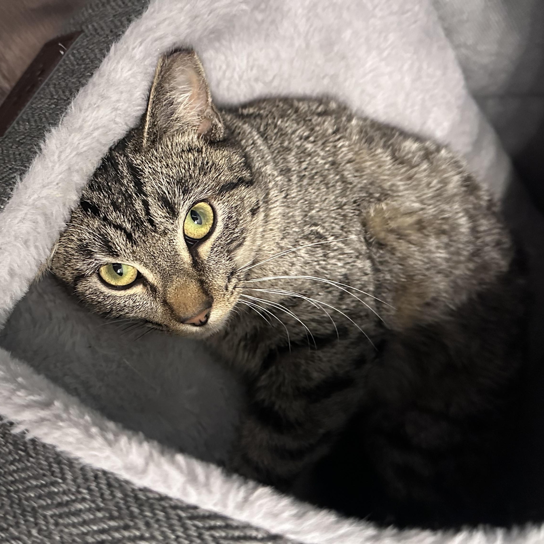 Gracie , a Adoptable mixed breed in Omaha, NE image 5/5