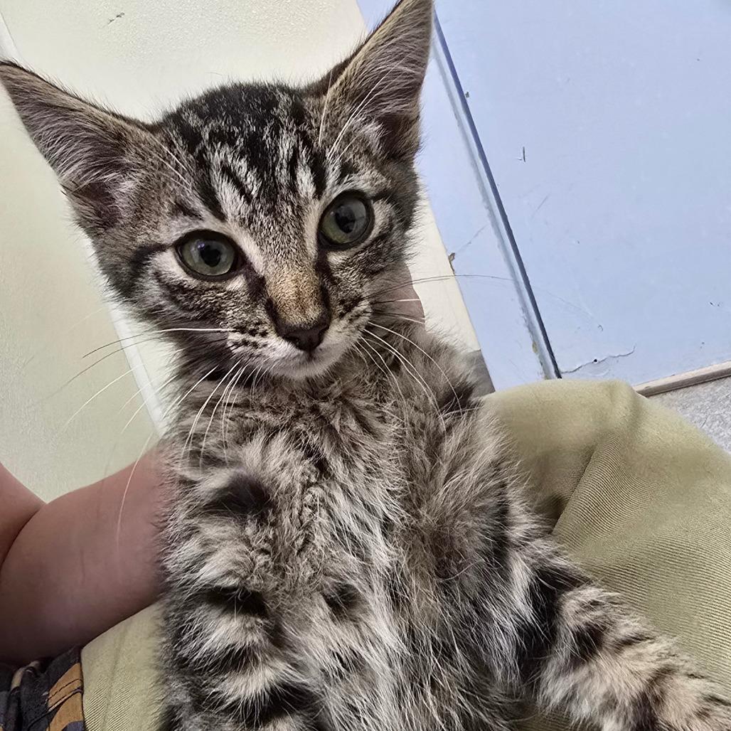 Enlarge Brian, a Adoptable Domestic Medium Hair in Fort Bragg, CA image 1/2