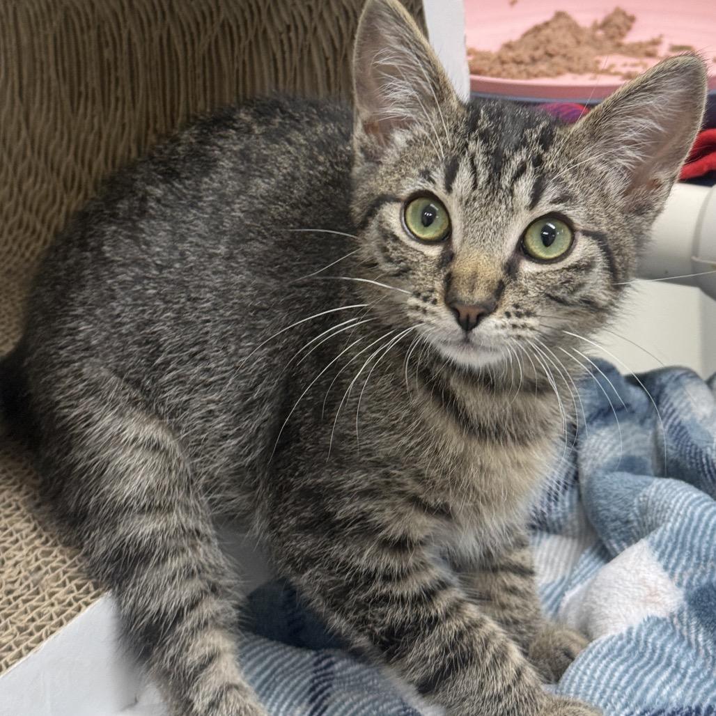 Enlarge Brian, a Adoptable Domestic Medium Hair in Fort Bragg, CA image 2/2