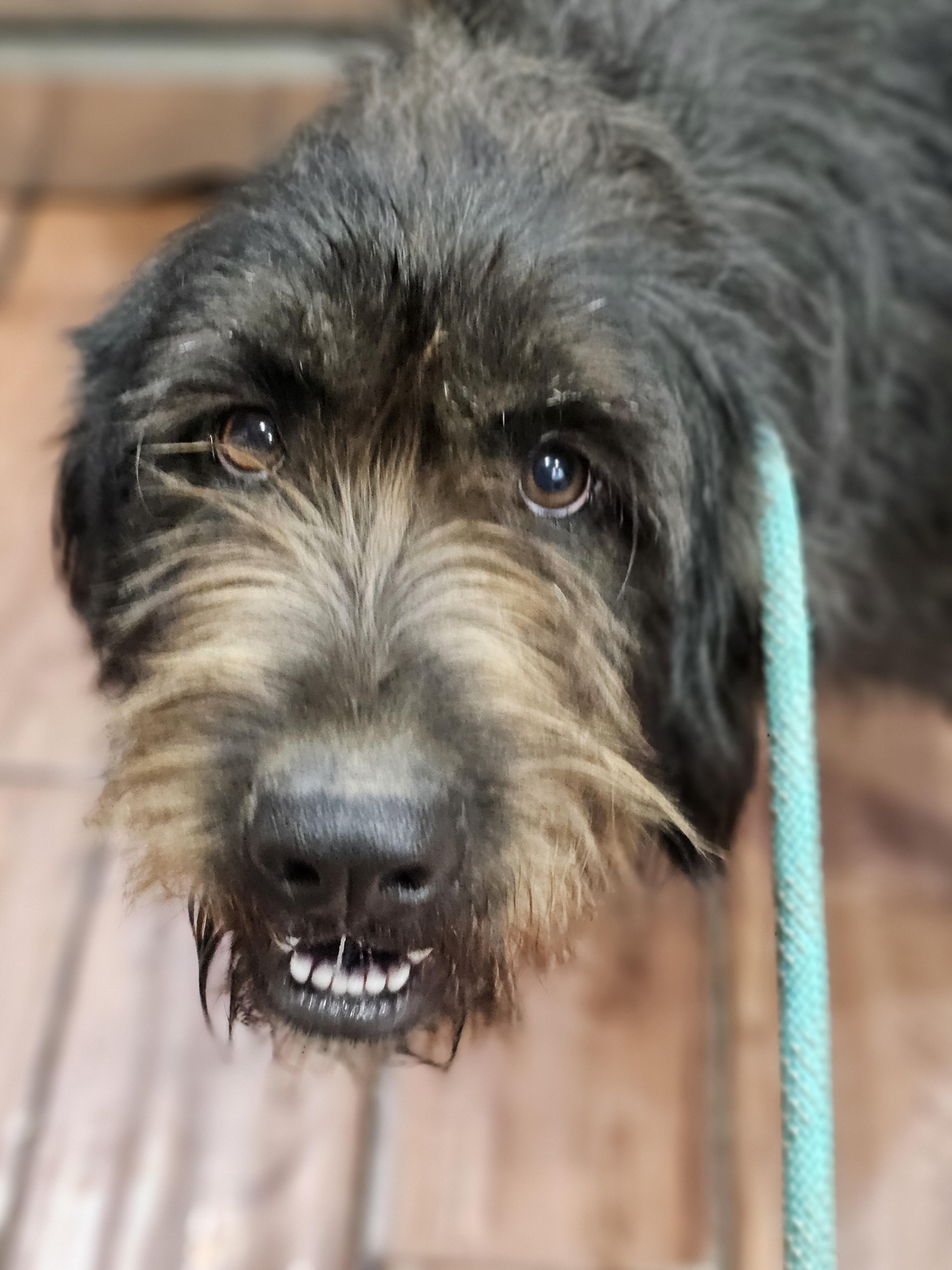 Albert Springfield, an adoptable Briard, Aussiedoodle in Springfield , IL, 62711 | Photo Image 1
