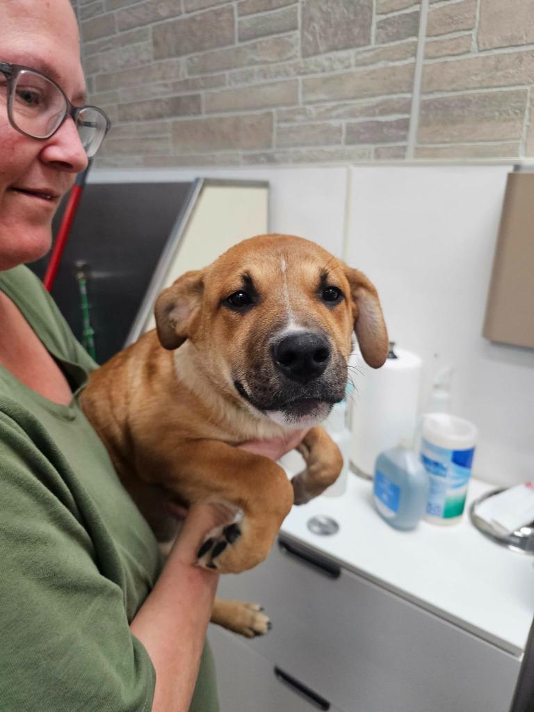 April, Adoptable, Puppy Female Labrador Retriever.