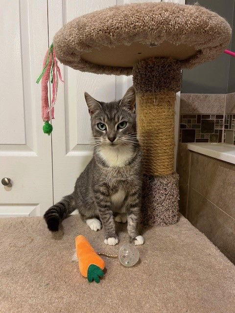 Peppermint Patty, Adoptable, Adult Female Tabby & Domestic Short Hair.
