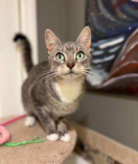 Peppermint Patty, a Adoptable mixed breed in Ringwood, NJ image 2/3