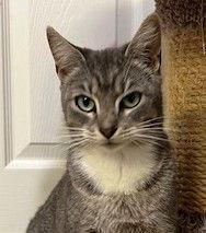 Peppermint Patty, a Adoptable mixed breed in Ringwood, NJ image 3/3