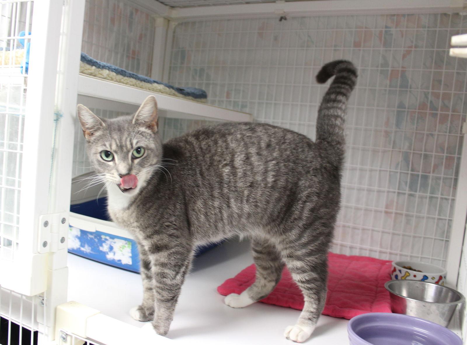 Enlarge Peppermint Patty, a Adoptable mixed breed in Ringwood, NJ image 2/3