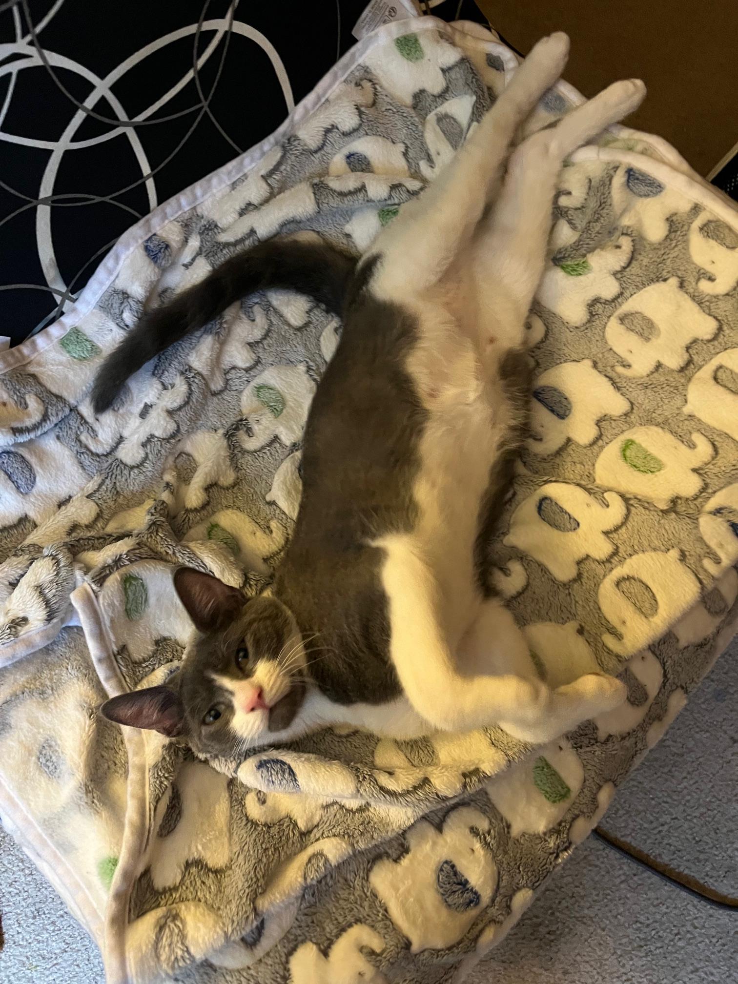 Flame Bravermountain