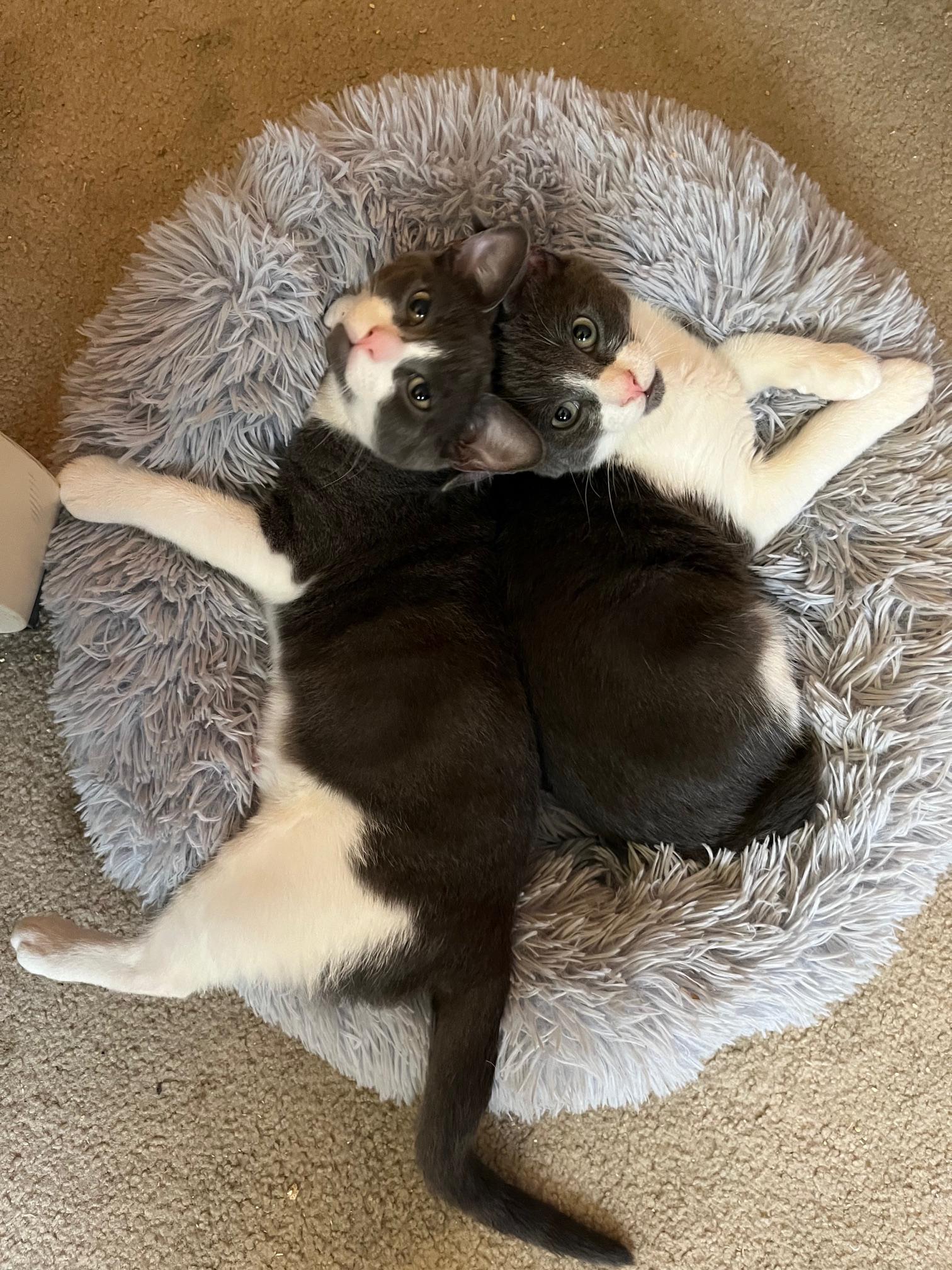 Flame Bravermountain