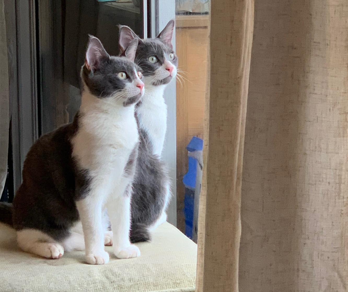 Flame Bravermountain