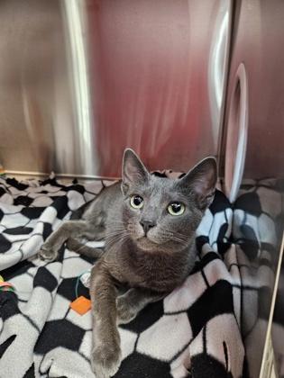 Enlarge Laura Garcia, a Adoptable mixed breed in Pleasanton, CA image 1/3