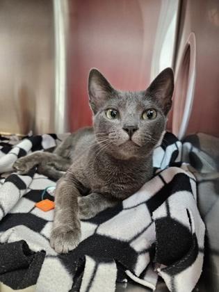 Enlarge Laura Garcia, a Adoptable mixed breed in Pleasanton, CA image 2/3