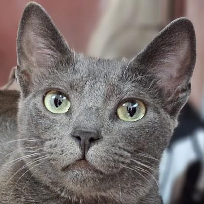 Enlarge Laura Garcia, a Adoptable mixed breed in Pleasanton, CA image 3/3