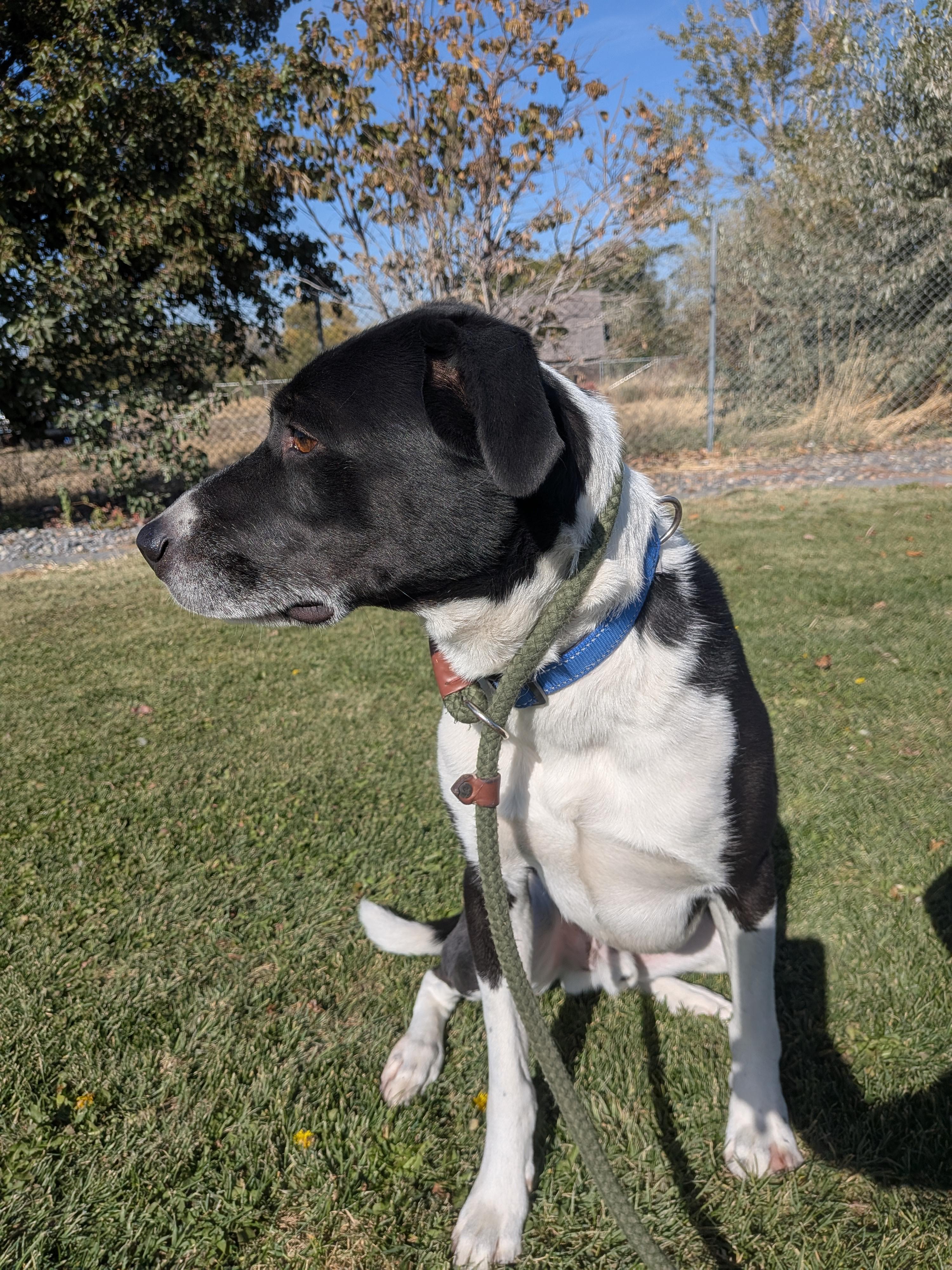 Enlarge Kylo, a Adoptable mixed breed in Hermiston, OR image 2/4