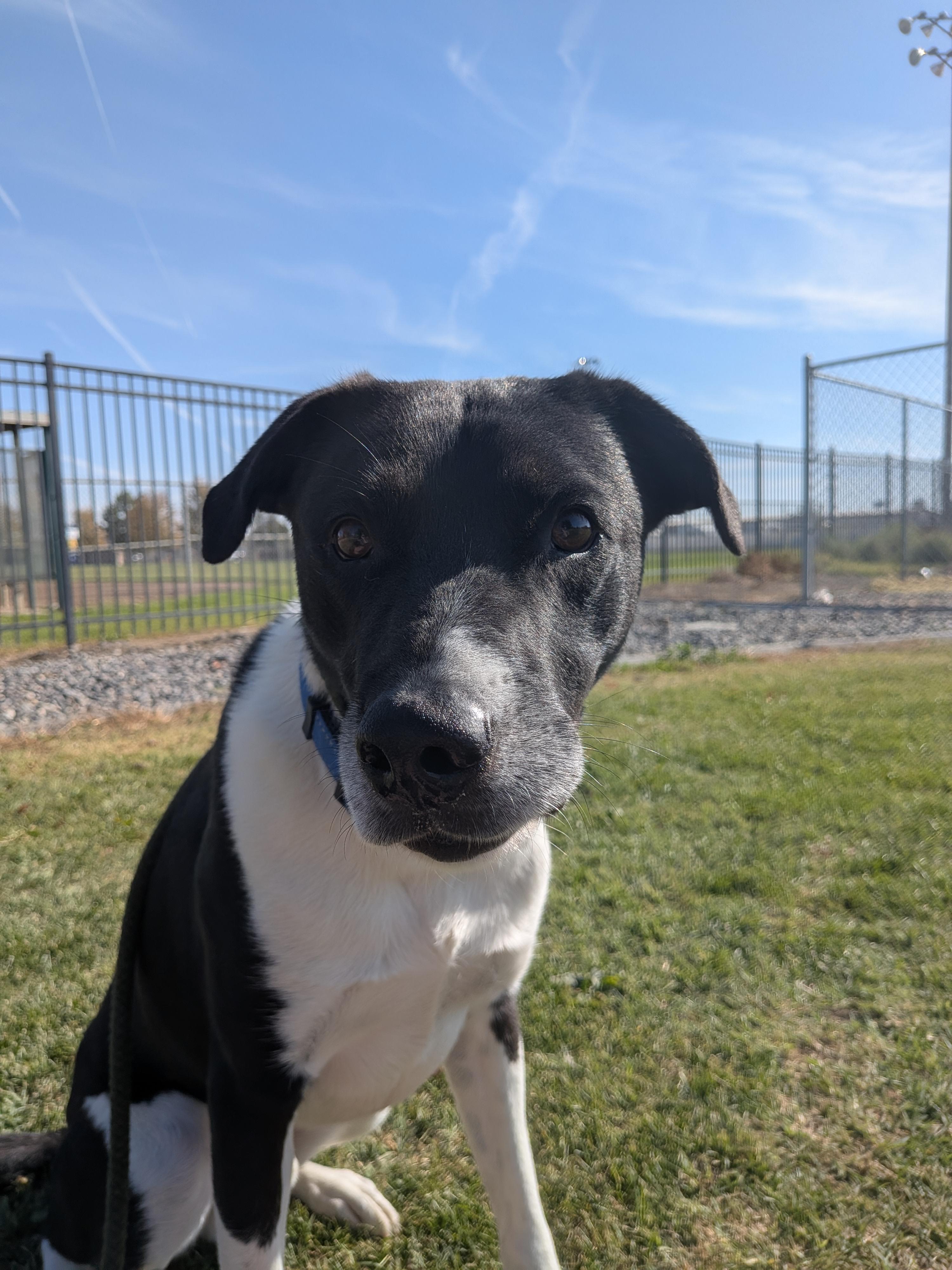 Enlarge Kylo, a Adoptable mixed breed in Hermiston, OR image 3/4
