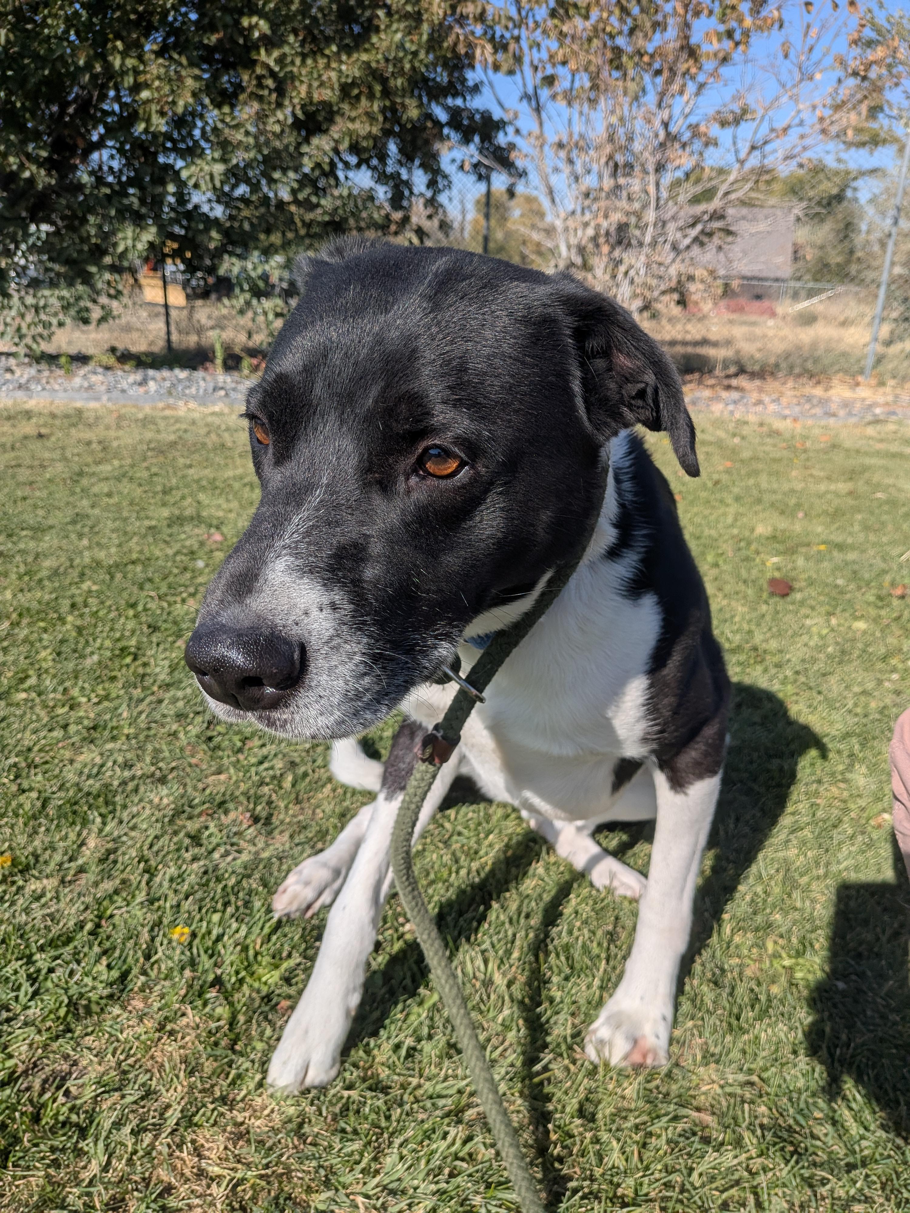 Enlarge Kylo, a Adoptable mixed breed in Hermiston, OR image 1/4
