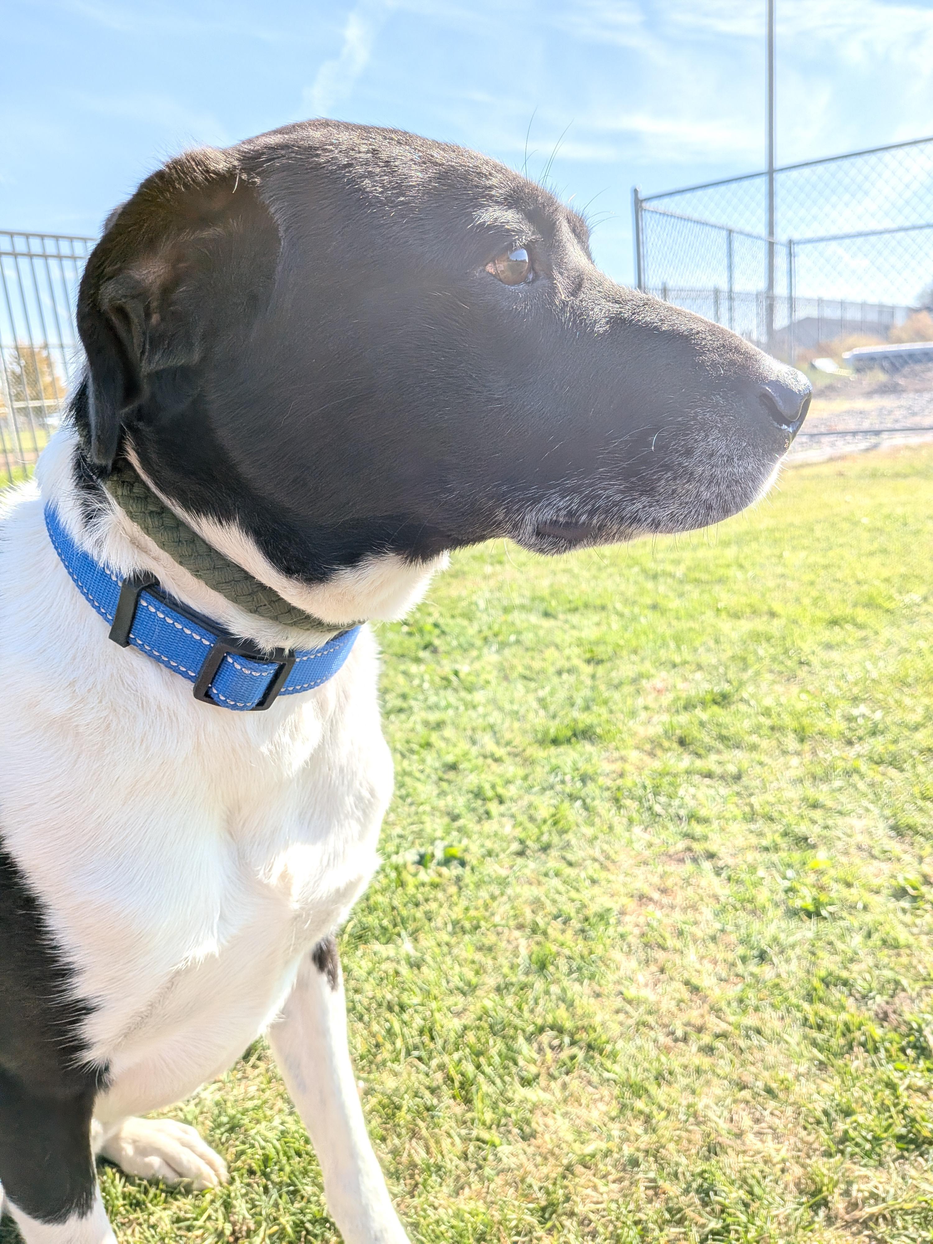 Enlarge Kylo, a Adoptable mixed breed in Hermiston, OR image 4/4