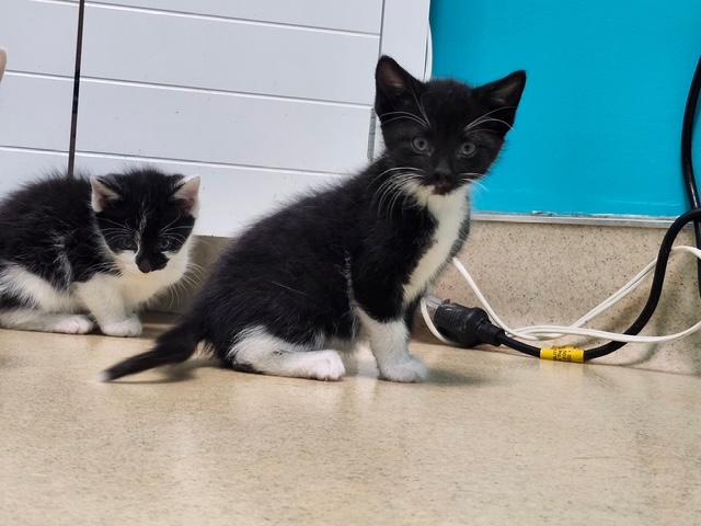 Archer, ADOPTABLE, Kitten Male Domestic Short Hair.