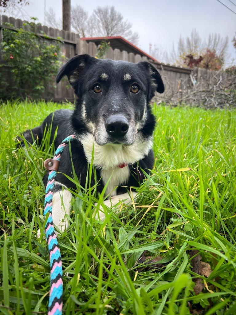 Miley, Adoptable, Young Female Shepherd & Mixed Breed.