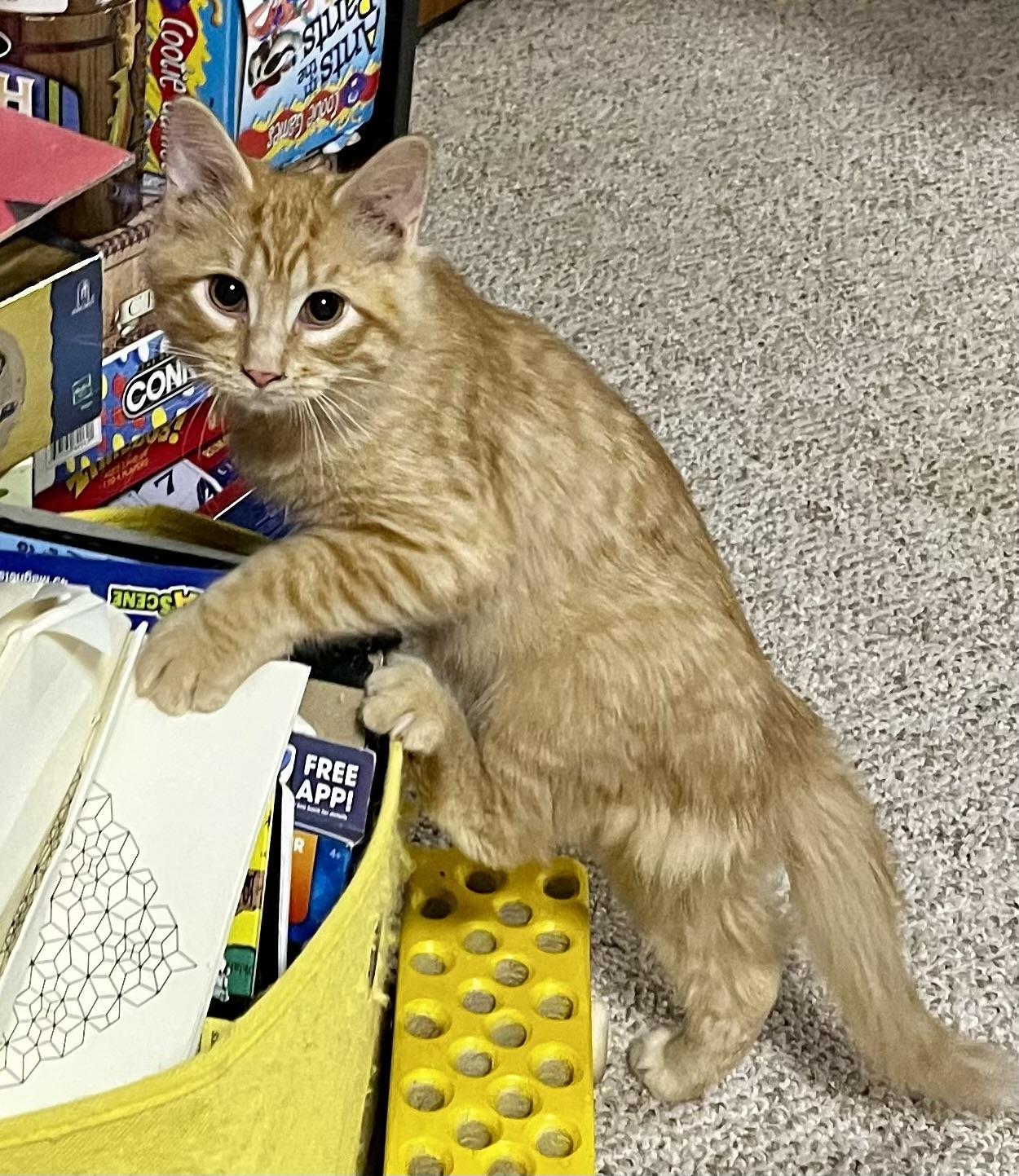 Enlarge Cheddar, a Adoptable Domestic Short Hair in Faribault, MN image 1/1