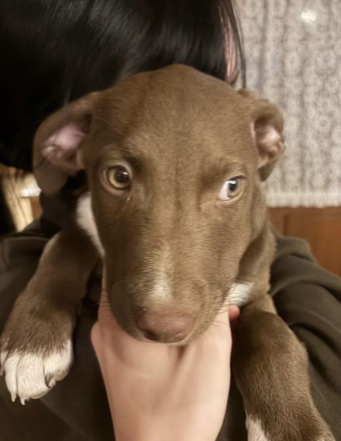 Opie, ADOPTABLE, Puppy Male Labrador Retriever.