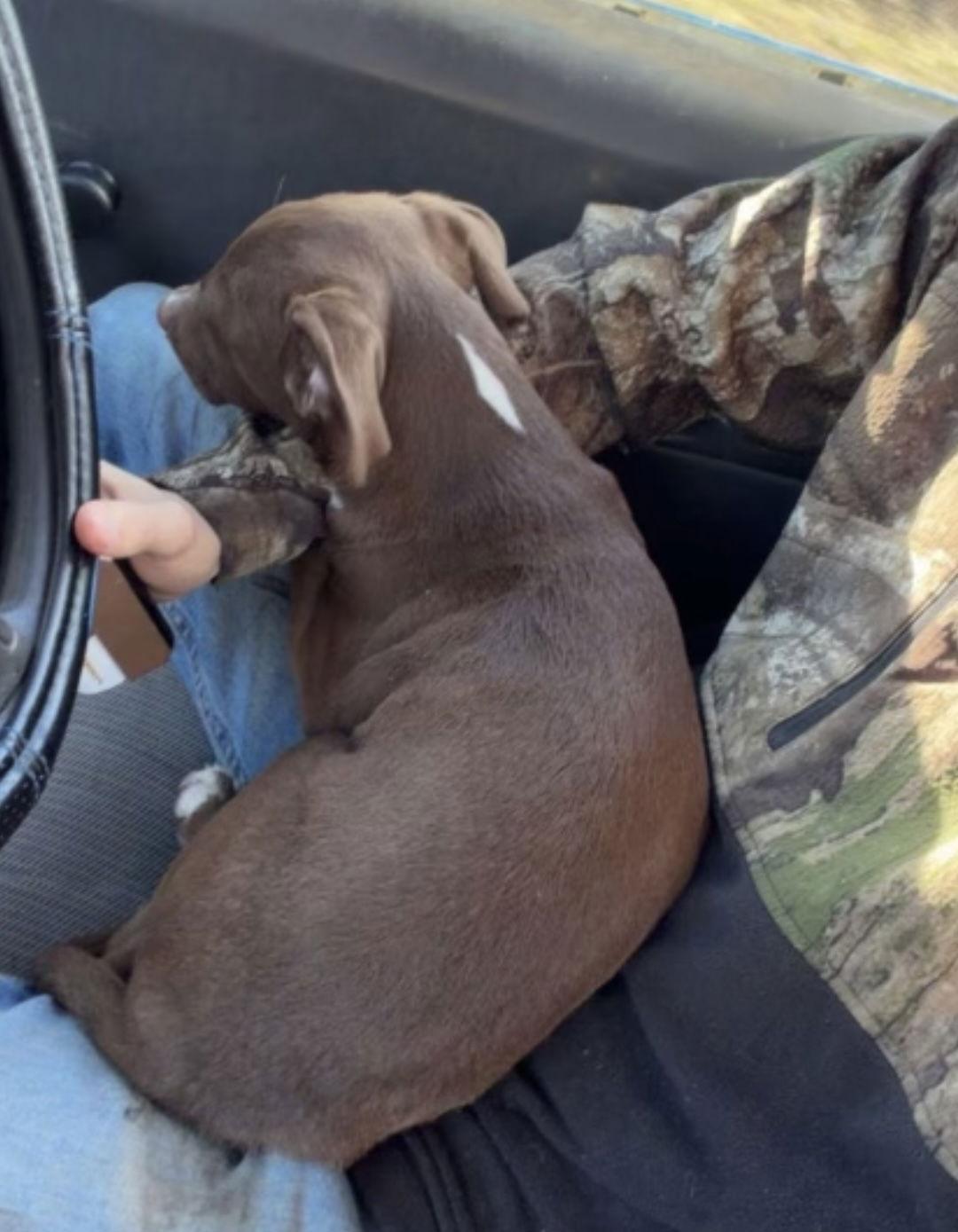 Enlarge Opie, a ADOPTABLE mixed breed in Pottstown, PA image 2/3