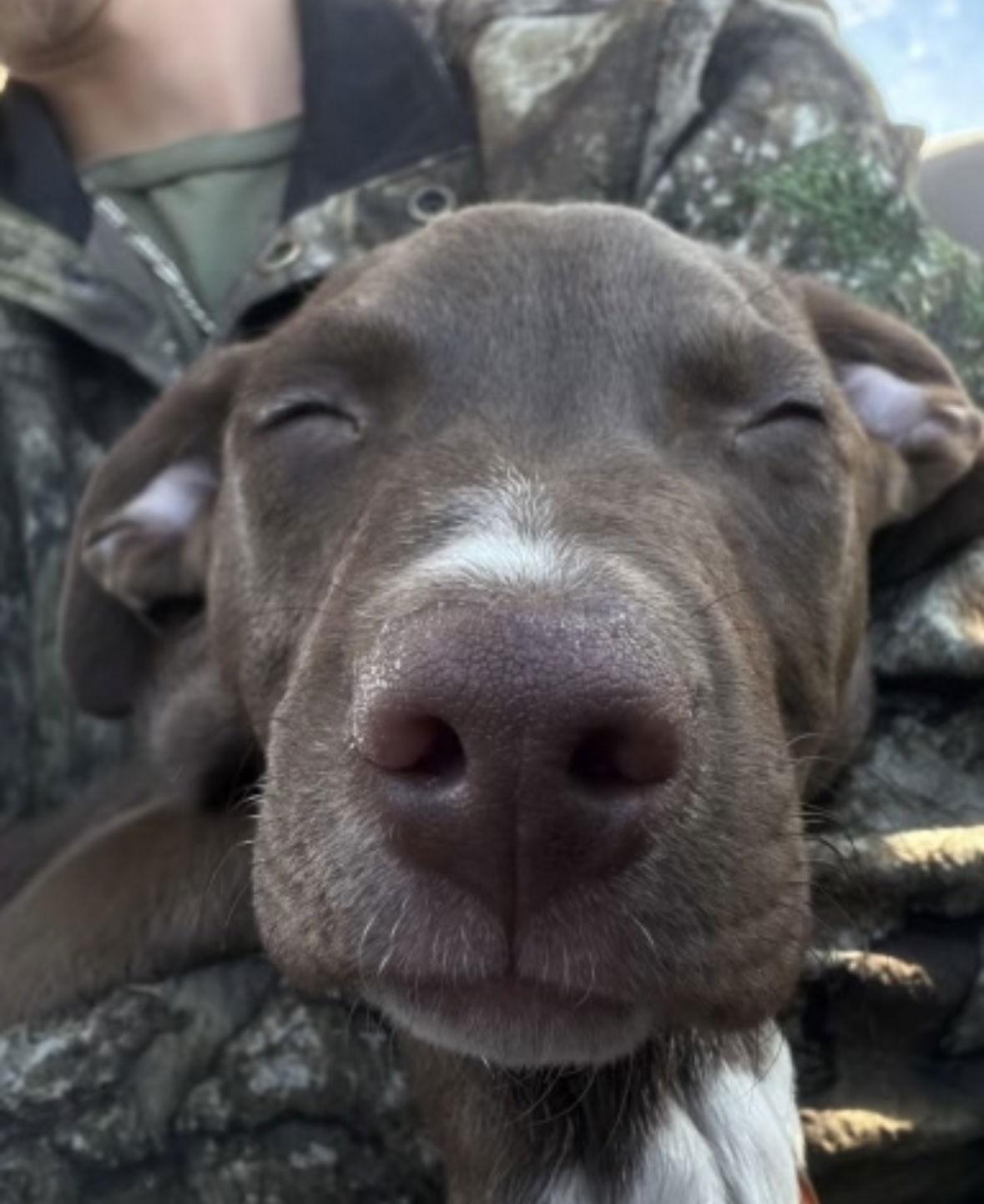 Enlarge Opie, a ADOPTABLE mixed breed in Pottstown, PA image 3/3