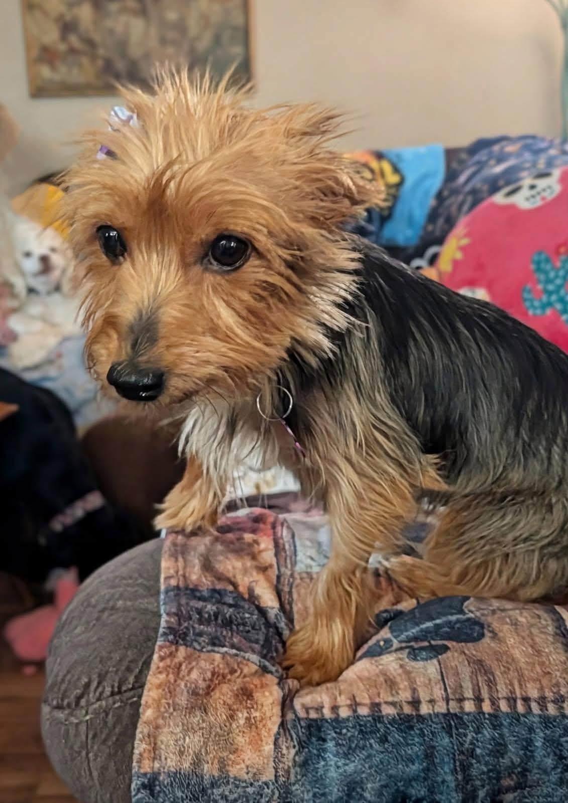 Enlarge Pixie, a Adoptable Yorkshire Terrier in Painesville, OH image 2/5