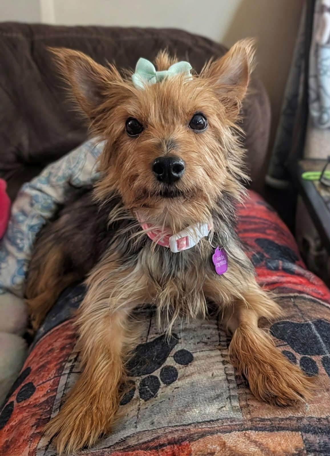 Enlarge Pixie, a Adoptable Yorkshire Terrier in Painesville, OH image 5/5
