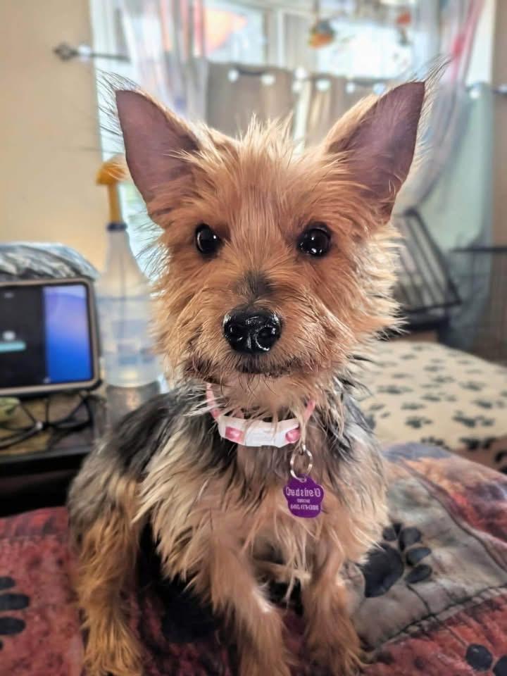 Pixie, Adoptable, Adult Female Yorkshire Terrier.