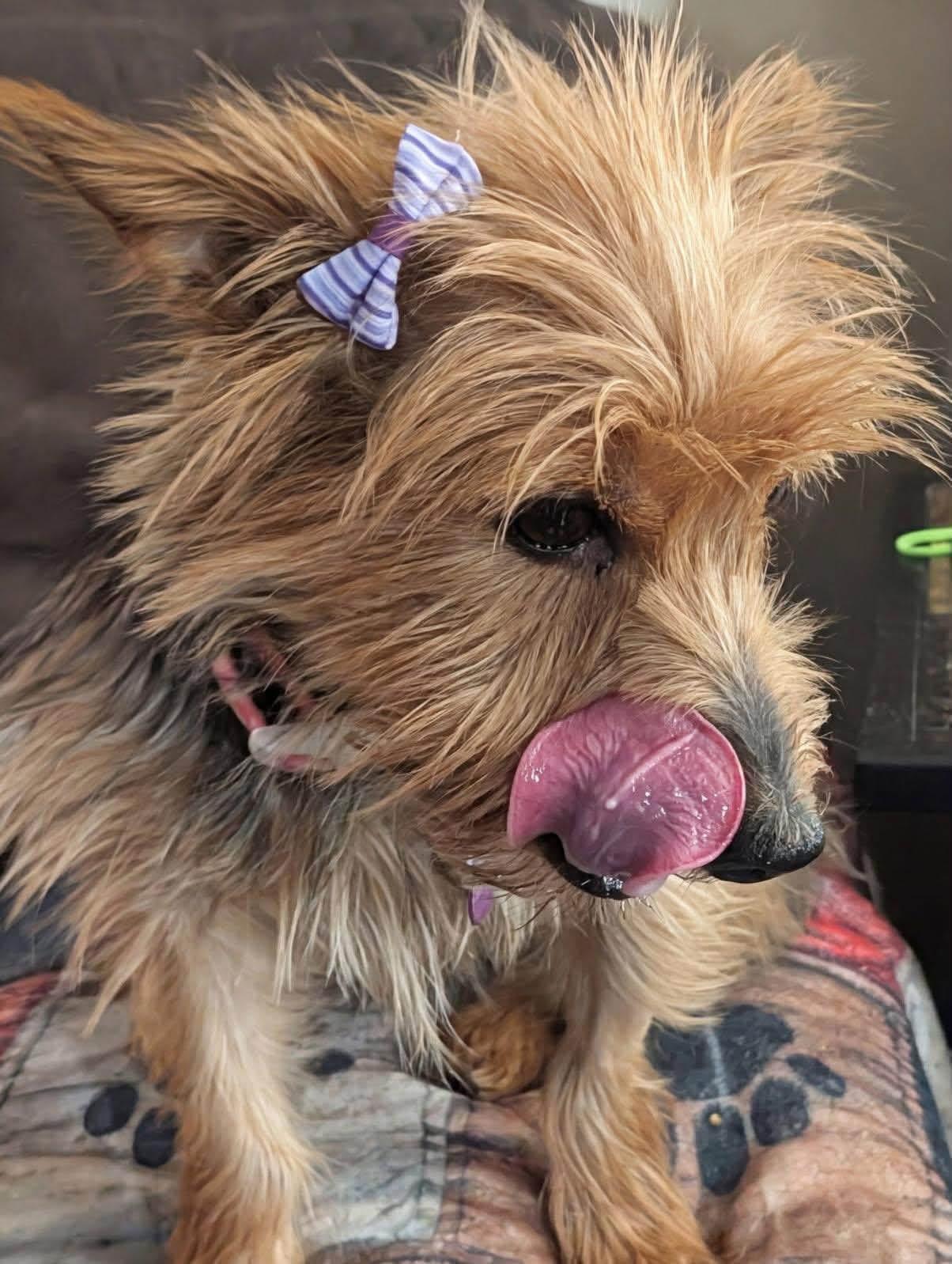 Enlarge Pixie, a Adoptable Yorkshire Terrier in Painesville, OH image 4/5