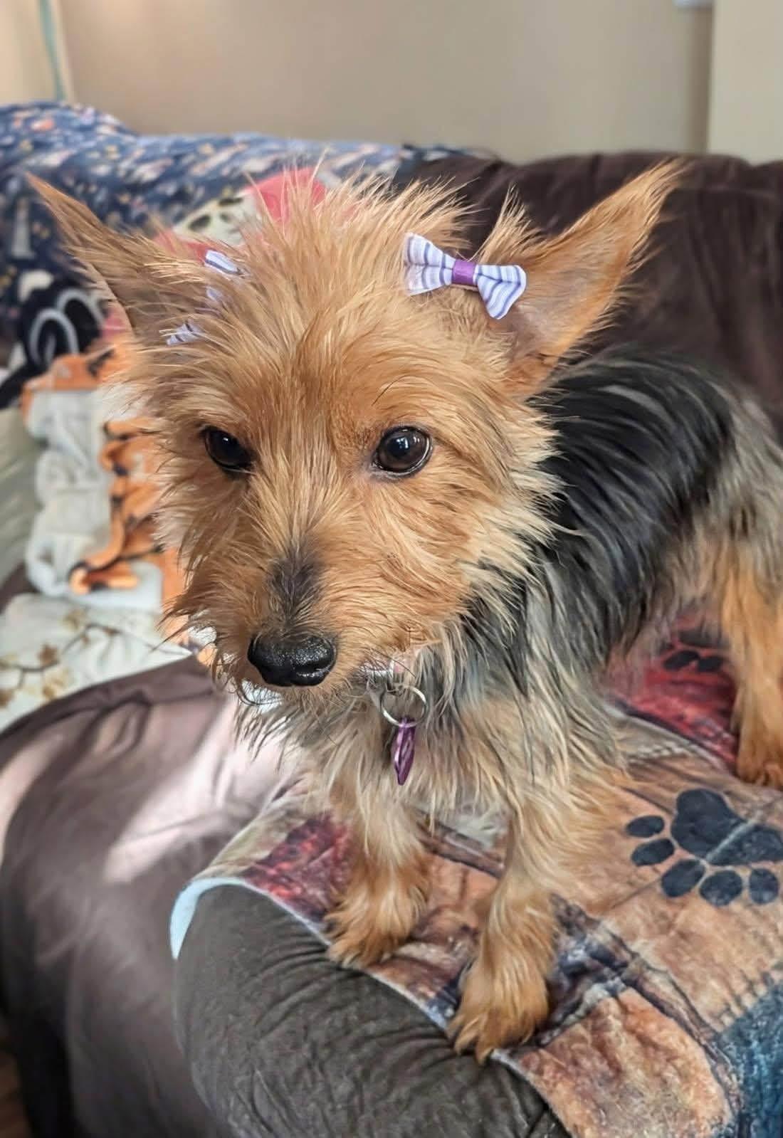 Enlarge Pixie, a Adoptable Yorkshire Terrier in Painesville, OH image 3/5