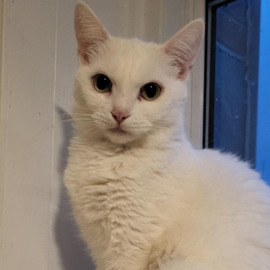 Enlarge Lucretia, a Adoptable Domestic Short Hair in Scarborough, ON image 1/1