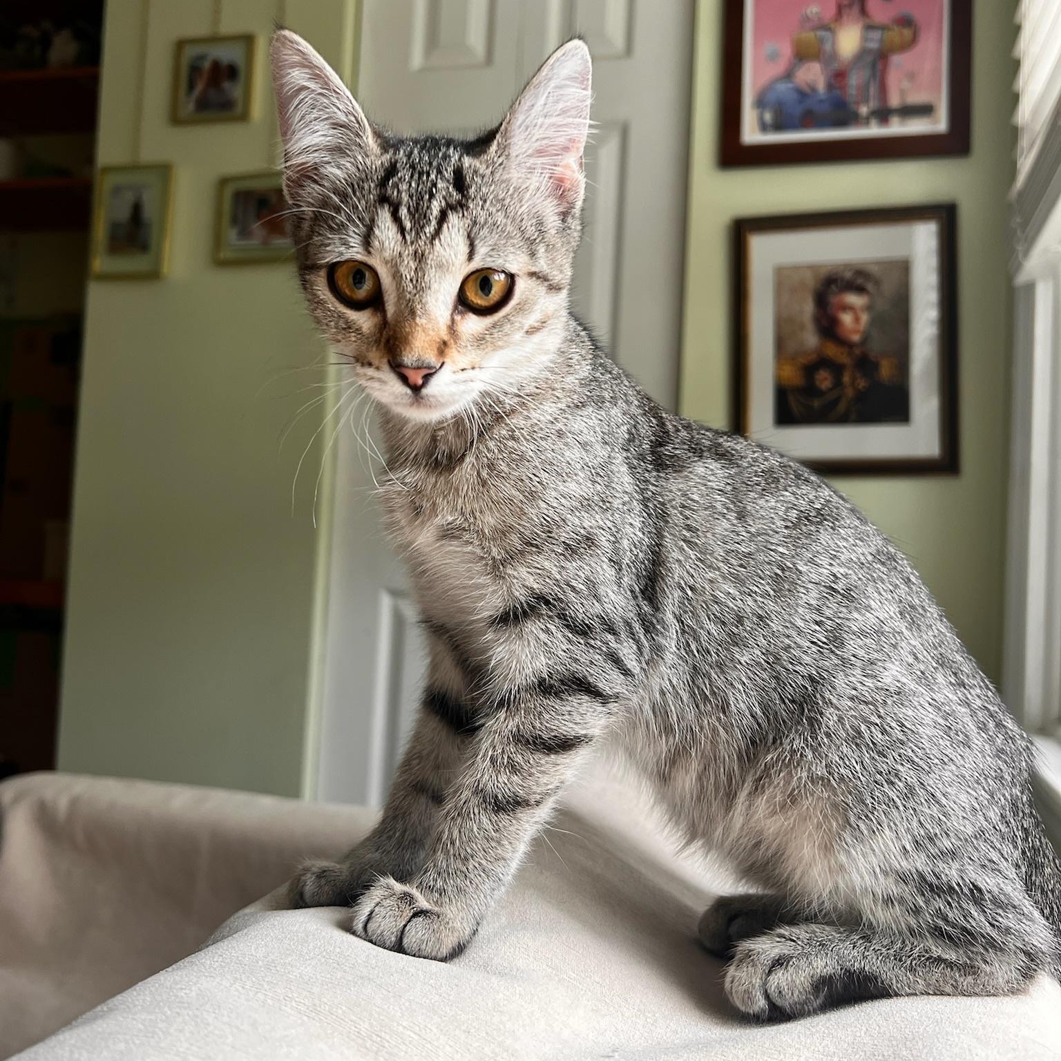 Splash Zone, a ADOPTABLE Domestic Short Hair in Apex, NC image 2/6