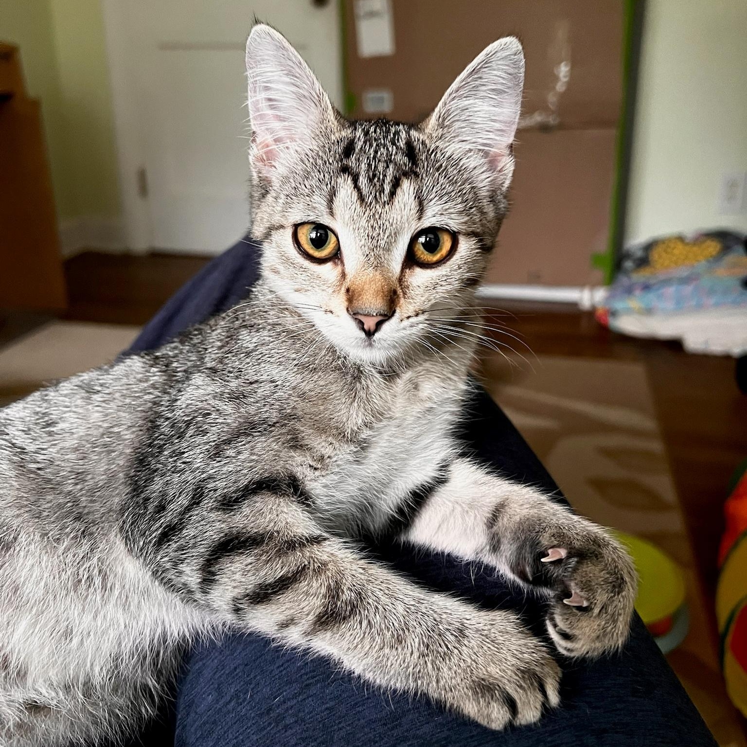 Splash Zone, ADOPTABLE, Kitten Female Domestic Short Hair.